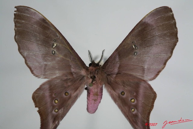 045 Heterocera (FD) Saturniidae Eudaemonia trogophylla 7EIMG_1057WTMK.JPG