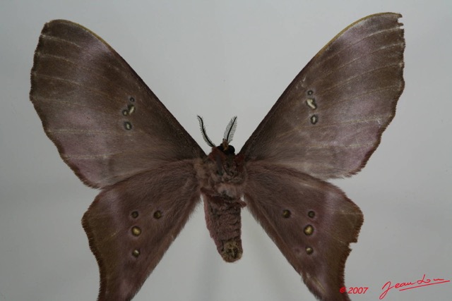 046 Heterocera (FV) Saturniidae Eudaemonia trogophylla 7EIMG_1058WTMK.JPG