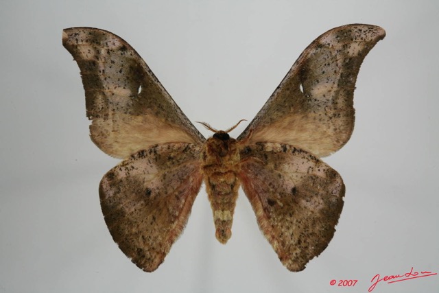 050 Heterocera (FV) Saturniidae Goodia falcata 7EIMG_1100WTMK.JPG