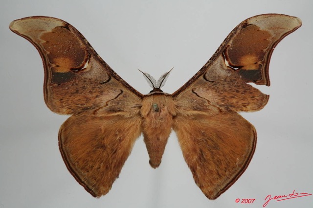 051 Heterocera (FD) Saturniidae Goodia lunata 7EIMG_1124WTMK.JPG