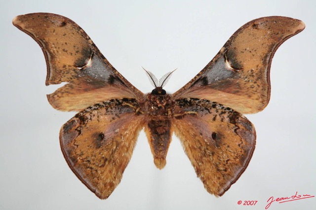 052 Heterocera (FV) Saturniidae Goodia lunata 7EIMG_1127WTMK.JPG