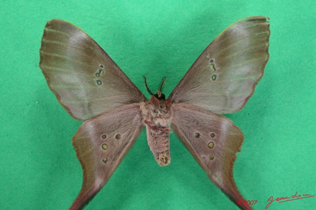 068 Heterocera (FV) Saturniidae Eudaemonia trogophylla 7EIMG_1301WTMK.JPG