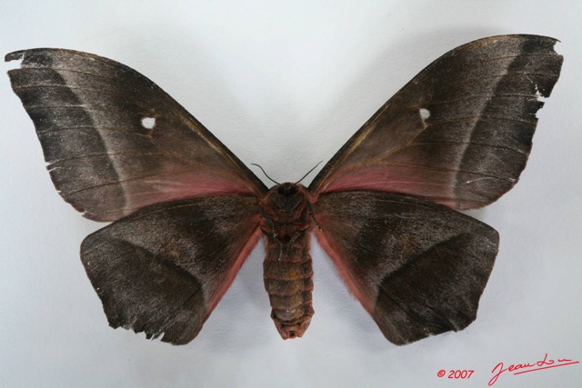072 Heterocera (FV) Saturniidae Imbrasia epimethea f 7EIMG_1348WTMK.JPG