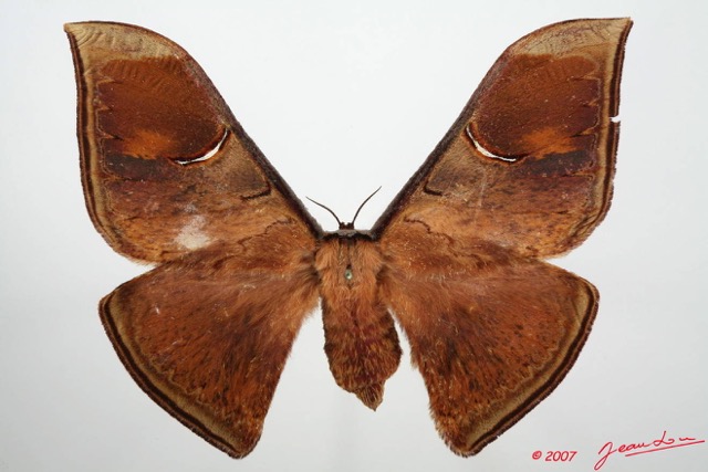 077 Heterocera (FD) Saturniidae Goodia lunata f 7EIMG_2125WTMK.JPG