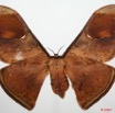 077 Heterocera (FD) Saturniidae Goodia lunata f 7EIMG_2125WTMK.JPG