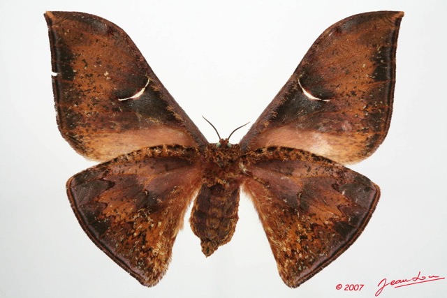 078 Heterocera (FV) Saturniidae Goodia lunata f 7EIMG_2130WTMK.JPG