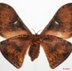 078 Heterocera (FV) Saturniidae Goodia lunata f 7EIMG_2130WTMK.JPG