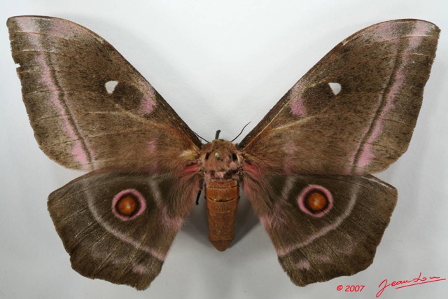 079 Heterocera (FD) Saturniidae Imbrasia obscura f 7EIMG_2145WTMK.JPG