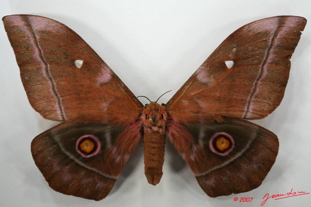 081 Heterocera (FD) Saturniidae Imbrasia obscura f 7EIMG_2171WTMK.JPG