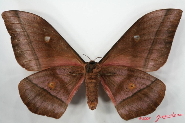 082 Heterocera (FV) Saturniidae Imbrasia obscura f 7EIMG_2177WTMK.JPG