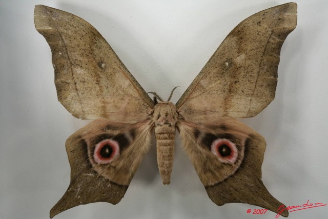 083 Heterocera (FD) Saturniidae Imbrasia truncata m 7EIMG_2189WTMK.JPG