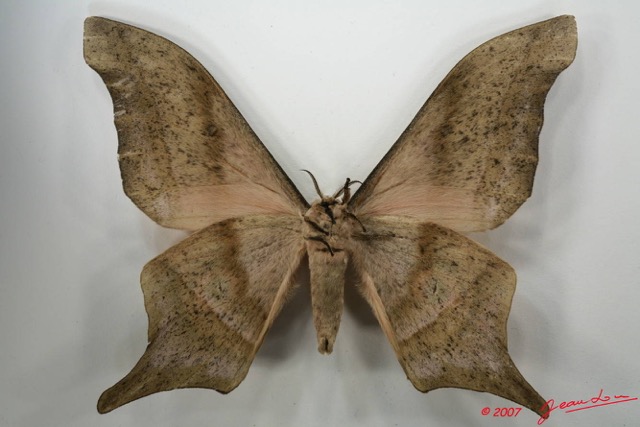 084 Heterocera (FV) Saturniidae Imbrasia truncata m 7EIMG_2194WTMK.JPG