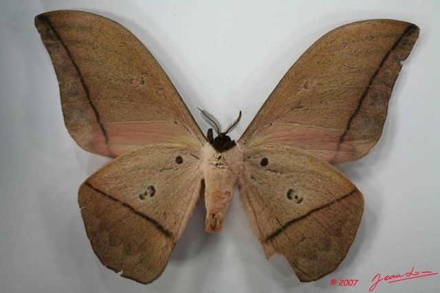 086 Heterocera (FV) Saturniidae Lobobunaea acetes m 7EIMG_2207WTMK.JPG