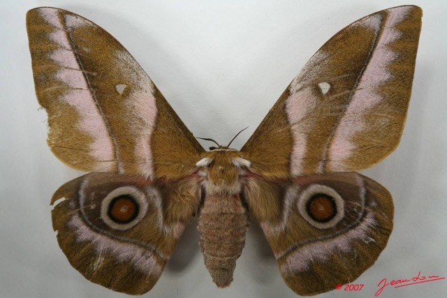 087 Heterocera (FD) Saturniidae Nudaurelia alopia f 7EIMG_2162WTMK.JPG