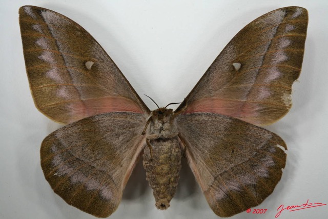 088 Heterocera (FV) Saturniidae Nudaurelia alopia f 7EIMG_2163WTMK.JPG