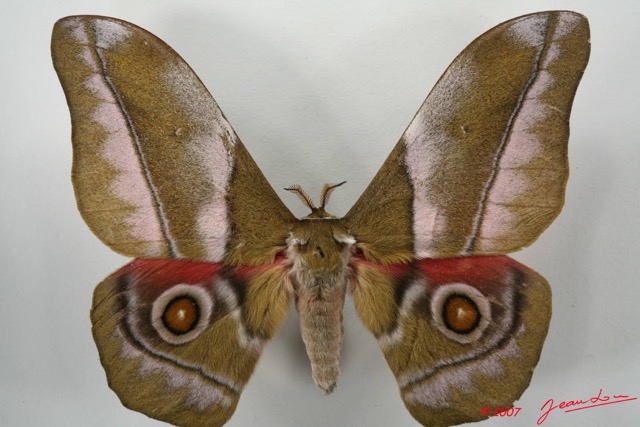 089 Heterocera (FD) Saturniidae Nudaurelia alopia m 7EIMG_2153WTMK.JPG