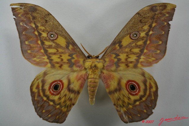 093 Heterocera (FD) Saturniidae Amauris aratus m 7EIMG_2570WTMK.JPG