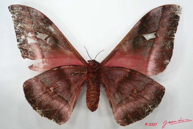 096 Heterocera (FV) Saturniidae Bunaea alcinoe f 7EIMG_2607WTMK.JPG