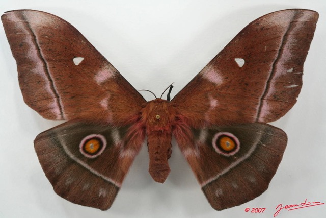 097 Heterocera (FD) Saturniidae Imbrasia obscura f 7EIMG_2595WTMK.JPG