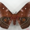 097 Heterocera (FD) Saturniidae Imbrasia obscura f 7EIMG_2595WTMK.JPG