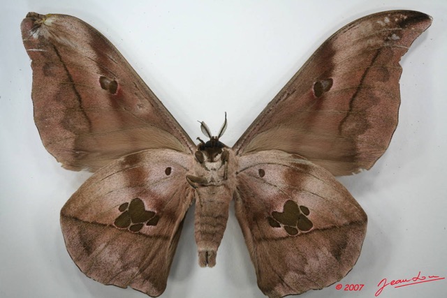 100 Heterocera (FV) Saturniidae Lobobunaea phaedusa m 7EIMG_2622WTMK.JPG