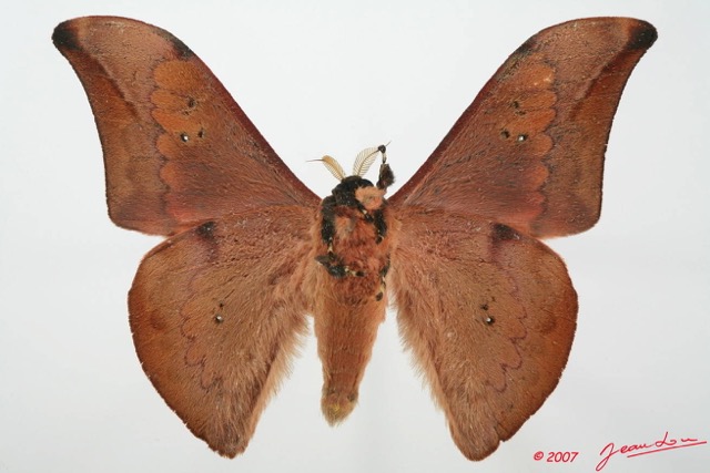002 Heterocera (FV) Saturniidae Orthogonioptilum prox m 7EIMG_2505WTMK.JPG