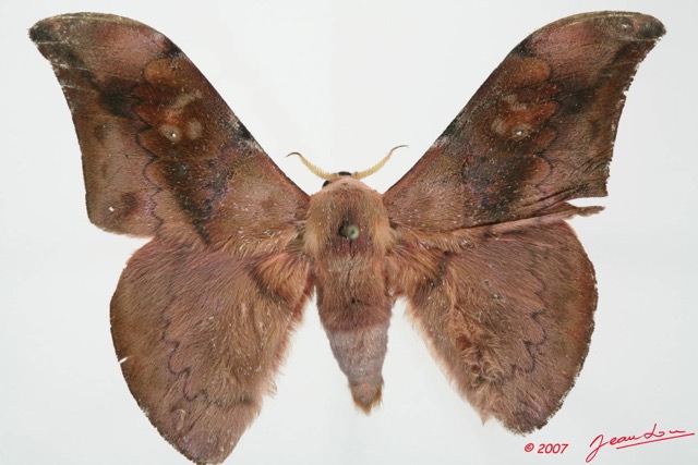 003 Heterocera (FD) Saturniidae Orthogonioptilum prox m 7EIMG_2509WTMK.JPG