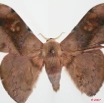 003 Heterocera (FD) Saturniidae Orthogonioptilum prox m 7EIMG_2509WTMK.JPG