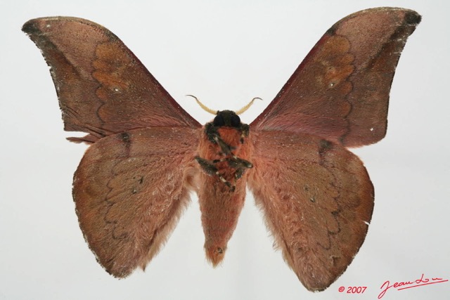 004 Heterocera (FV) Saturniidae Orthogonioptilum prox m 7EIMG_2513WTMK.JPG