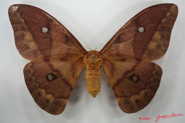 005 Heterocera (FD) Saturniidae Pseudantheraea discrepans f 7EIMG_2613WTMK.JPG