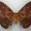 005 Heterocera (FD) Saturniidae Pseudantheraea discrepans f 7EIMG_2613WTMK.JPG