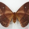 006 Heterocera (FV) Saturniidae Pseudantheraea discrepans f 7EIMG_2616WTMK.JPG
