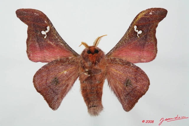 008 Heterocera (FV) Saturniidae Ludia sp 8EIMG_17526WTMK.JPG