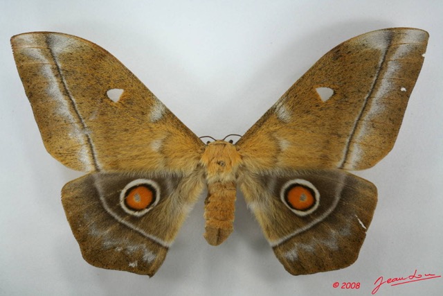 013 Heterocera (FD) Saturniidae Imbrasia obscura f 8EIMG_20887WTMK.JPG