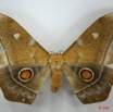 013 Heterocera (FD) Saturniidae Imbrasia obscura f 8EIMG_20887WTMK.JPG