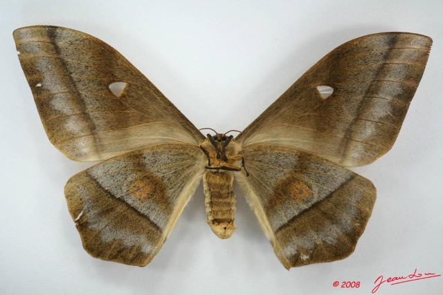 014 Heterocera (FV) Saturniidae Imbrasia obscura f 8EIMG_20892WTMK.JPG