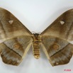 014 Heterocera (FV) Saturniidae Imbrasia obscura f 8EIMG_20892WTMK.JPG