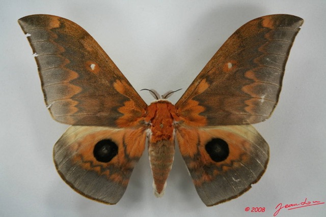 015 Heterocera (FD) Saturniidae Pseudobunaea tyrrhena neglecta m 8EIMG_20875WTMK.JPG