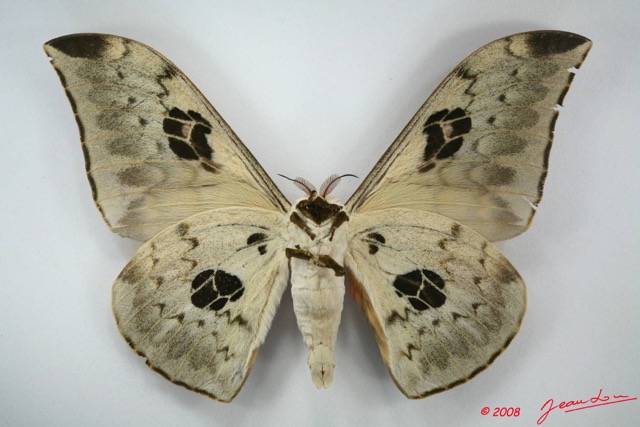016 Heterocera (FV) Saturniidae Pseudobunaea tyrrhena neglecta m 8EIMG_20880WTMK.JPG