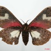 018 Heterocera (FV) Saturniidae Micragone neonubifera f 8EIMG_20788WTMK.JPG