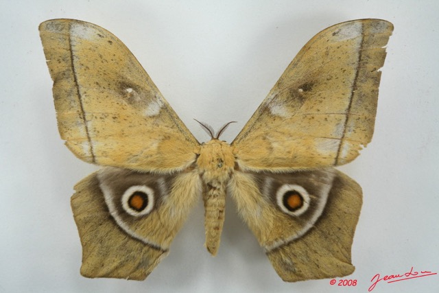 021 Heterocera (FD) Saturniidae Imbrasia obscura m 8EIMG_26334WTMK.jpg