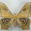 021 Heterocera (FD) Saturniidae Imbrasia obscura m 8EIMG_26334WTMK.jpg