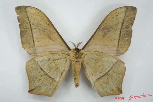 022 Heterocera (FV) Saturniidae Imbrasia obscura m 8EIMG_26343WTMK.jpg