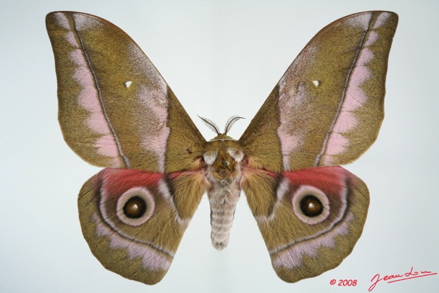 025 Heterocera (FD) Saturniidae Gonimbrasia alopia m 8E5IMG_27138WTMK.jpg
