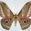 025 Heterocera (FD) Saturniidae Gonimbrasia alopia m 8E5IMG_27138WTMK.jpg