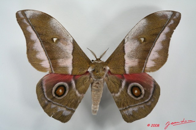 029 Heterocera (FD) Saturniidae Gonimbrasia alopia m 8E5IMG_27159WTMK.jpg