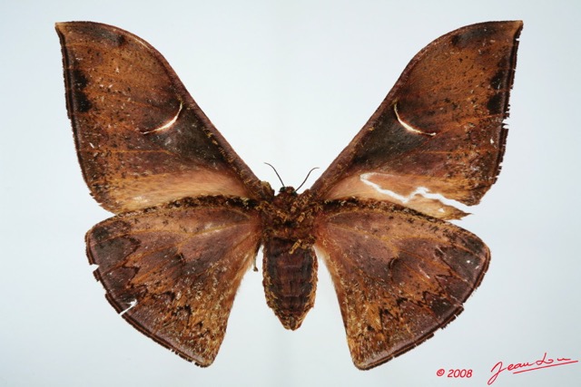 036 Heterocera (FV) Saturniidae Goodia lunata f 8E5IMG_27123WTMK.jpg