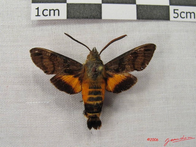 001 Heterocera (FD) Sphingidae Macroglossum sp IMG_3877WTMK.JPG