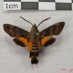 001 Heterocera (FD) Sphingidae Macroglossum sp IMG_3877WTMK.JPG