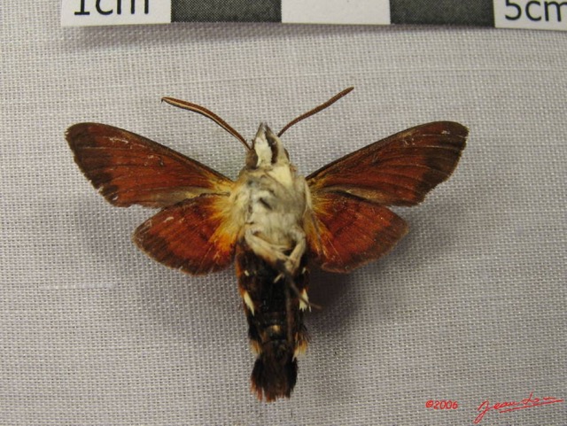 002 Heterocera (FV) Sphingidae Macroglossum sp IMG_3879WTMK.JPG